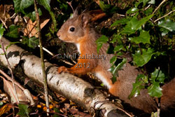 Red Squirrel Photography by Betty Fold Gallery